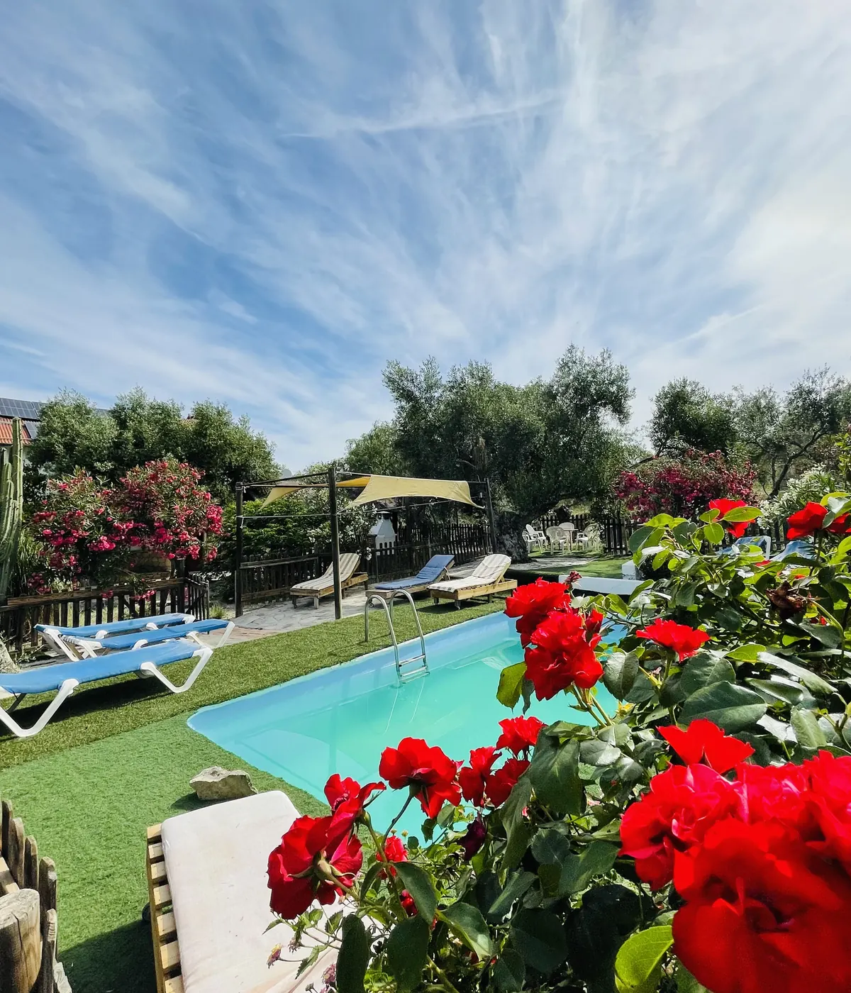 Piscina privada de Cortijo Belén entre olivos